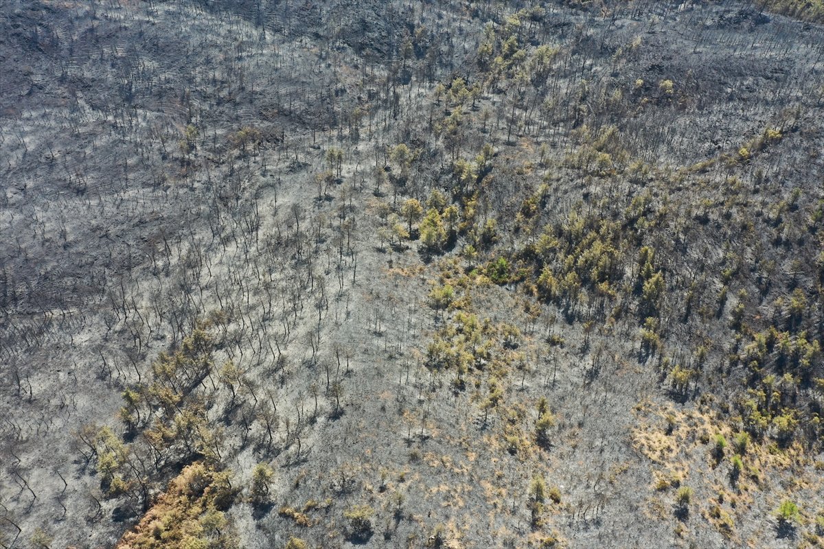 Marmaris yangınıyla küle dönen orman alanları #6