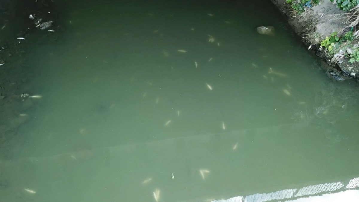 Haliç e akan Alibeyköy Deresi’nde balık ölümleri görüldü #2